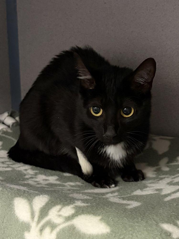 Enlarge Star, a Adoptable Domestic Short Hair in Alexandria, VA image 3/3