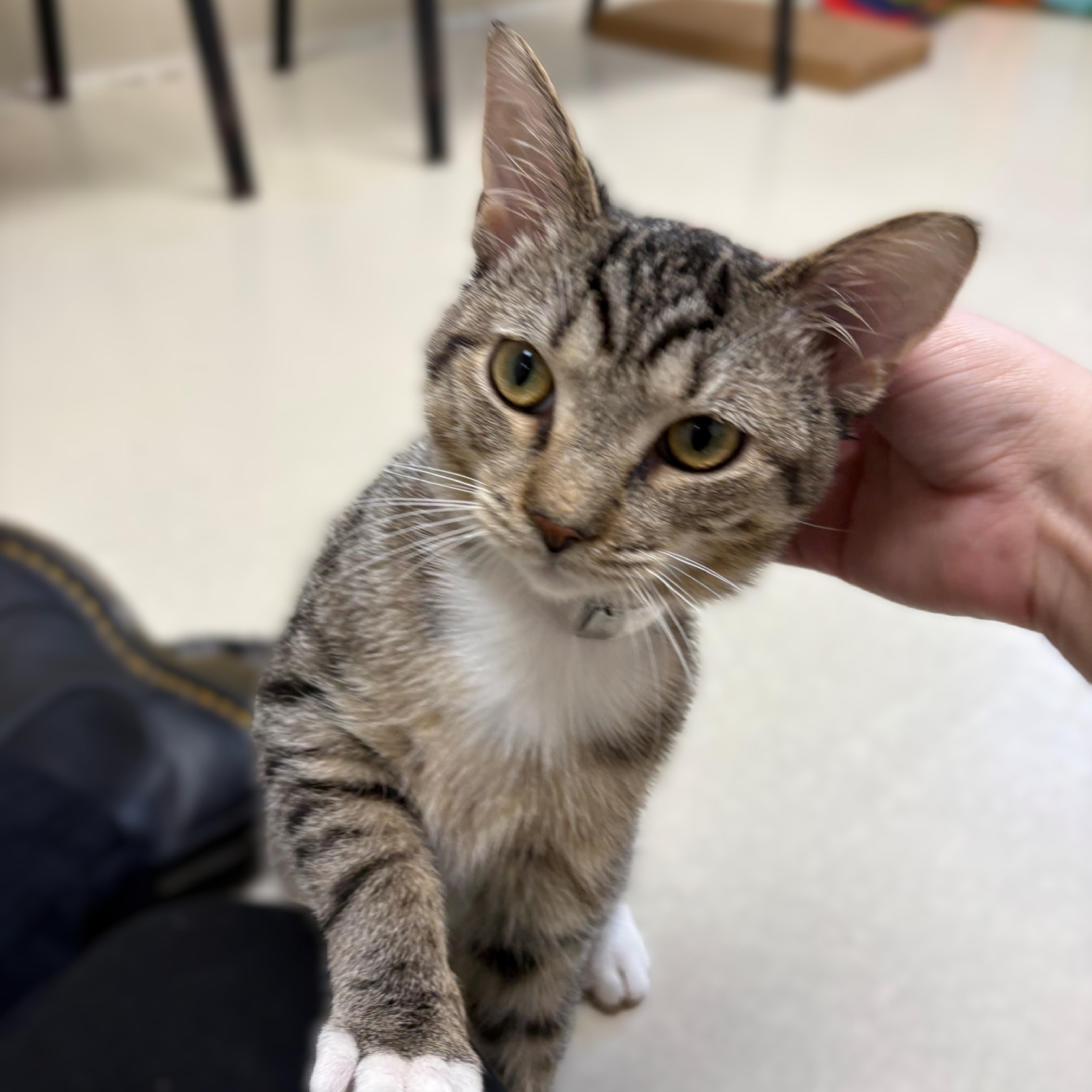 Enlarge Chilly- #51195, a ADOPTABLE Domestic Short Hair in Columbia, MD image 3/4