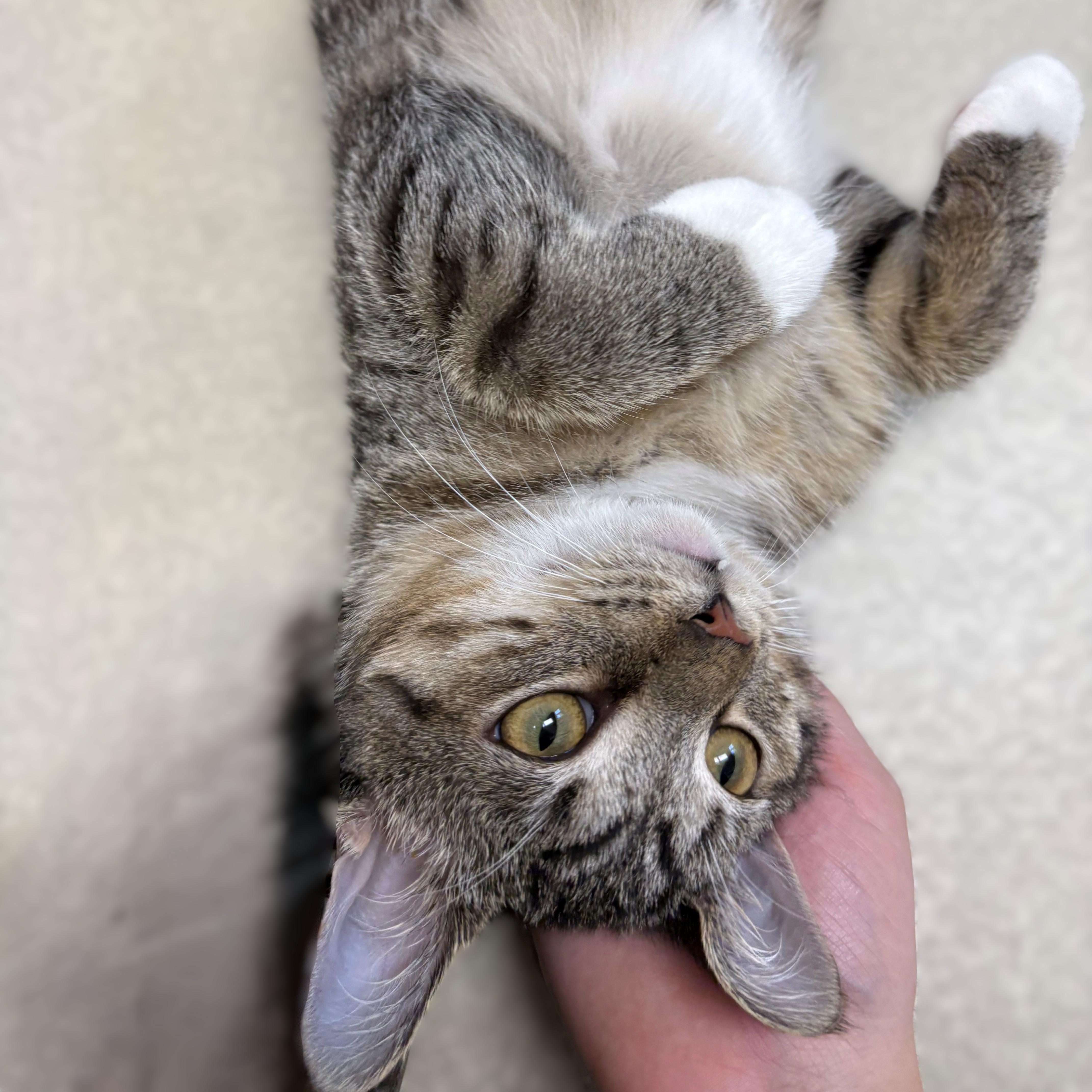 Enlarge Chilly- #51195, a ADOPTABLE Domestic Short Hair in Columbia, MD image 4/4