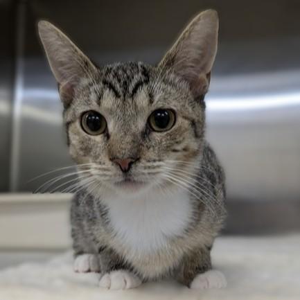 Enlarge Chilly- #51195, a ADOPTABLE Domestic Short Hair in Columbia, MD image 1/4