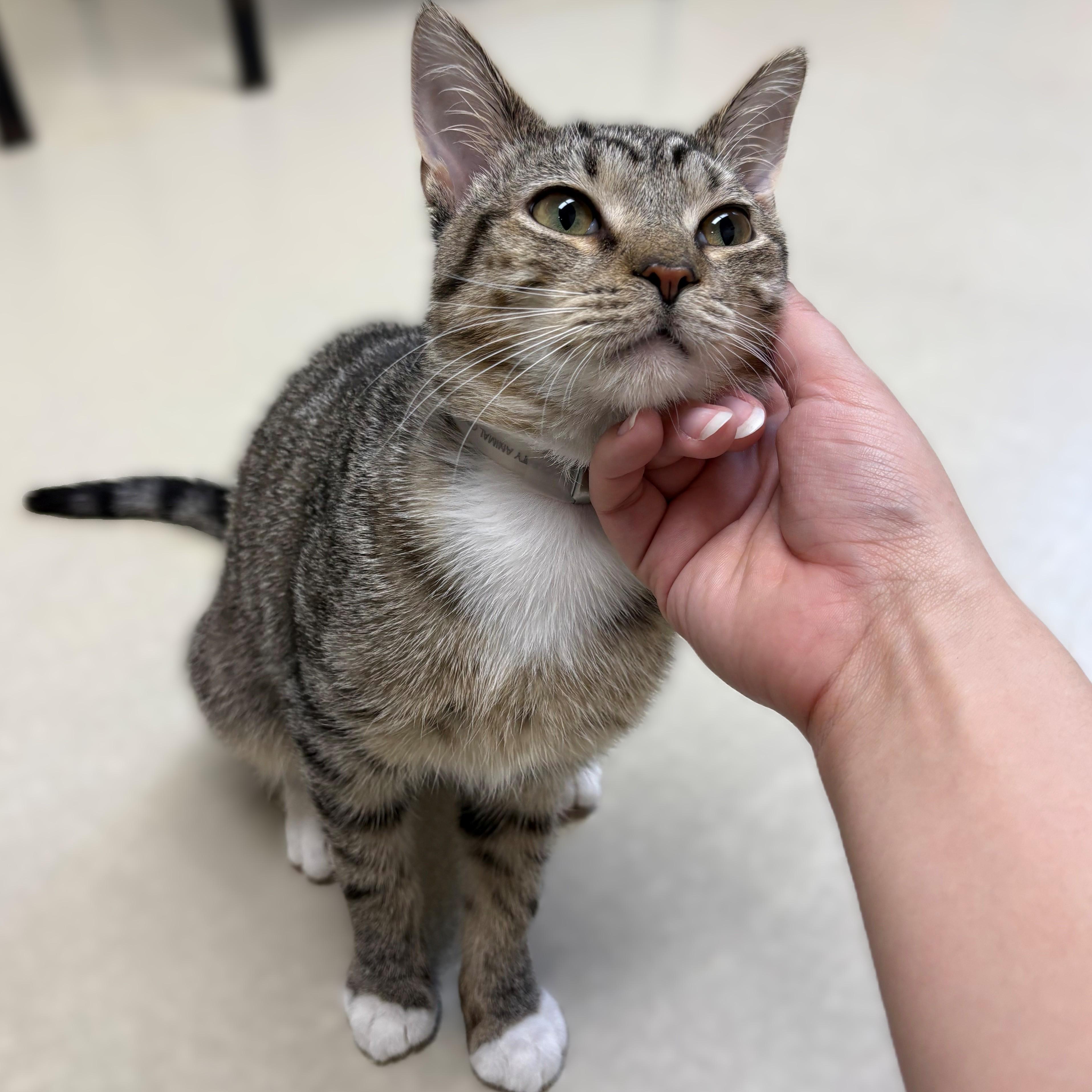 Enlarge Chilly- #51195, a ADOPTABLE Domestic Short Hair in Columbia, MD image 2/4