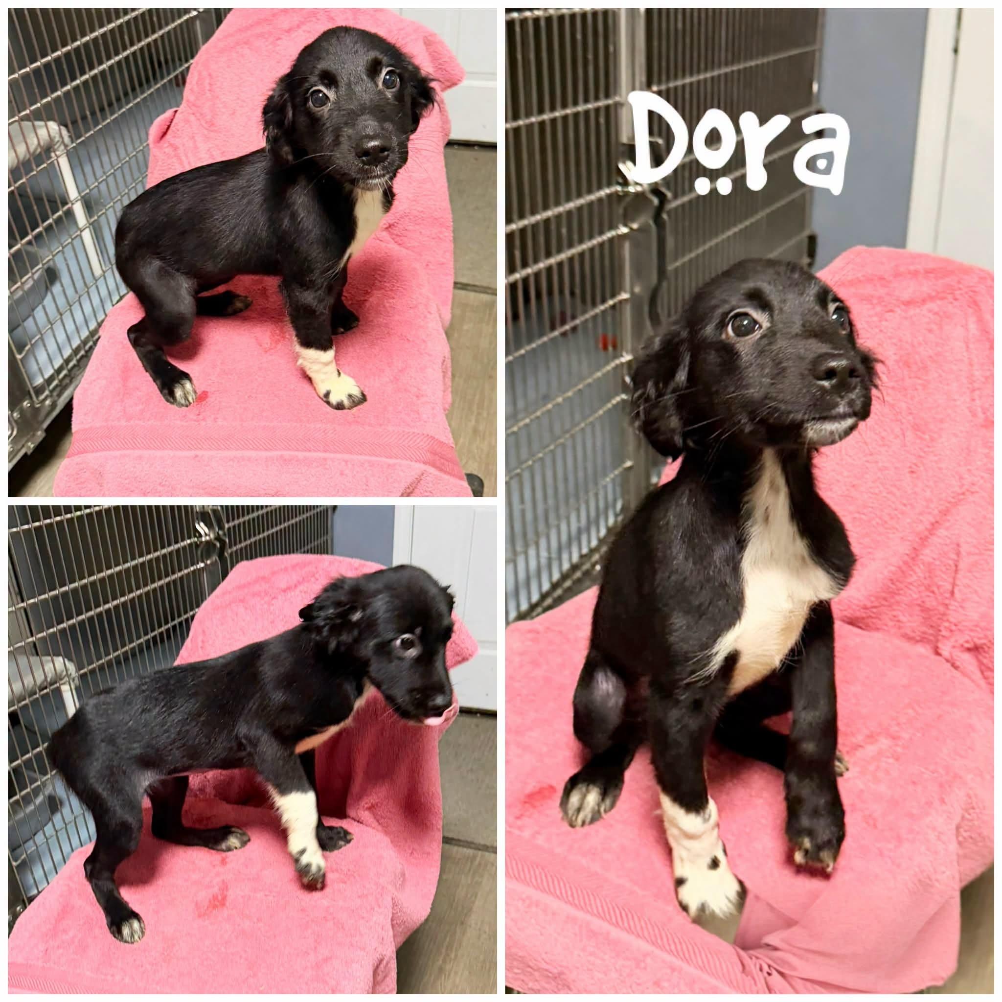 Enlarge Dora, a Adopted Border Collie in Saint James, MO image 1/1