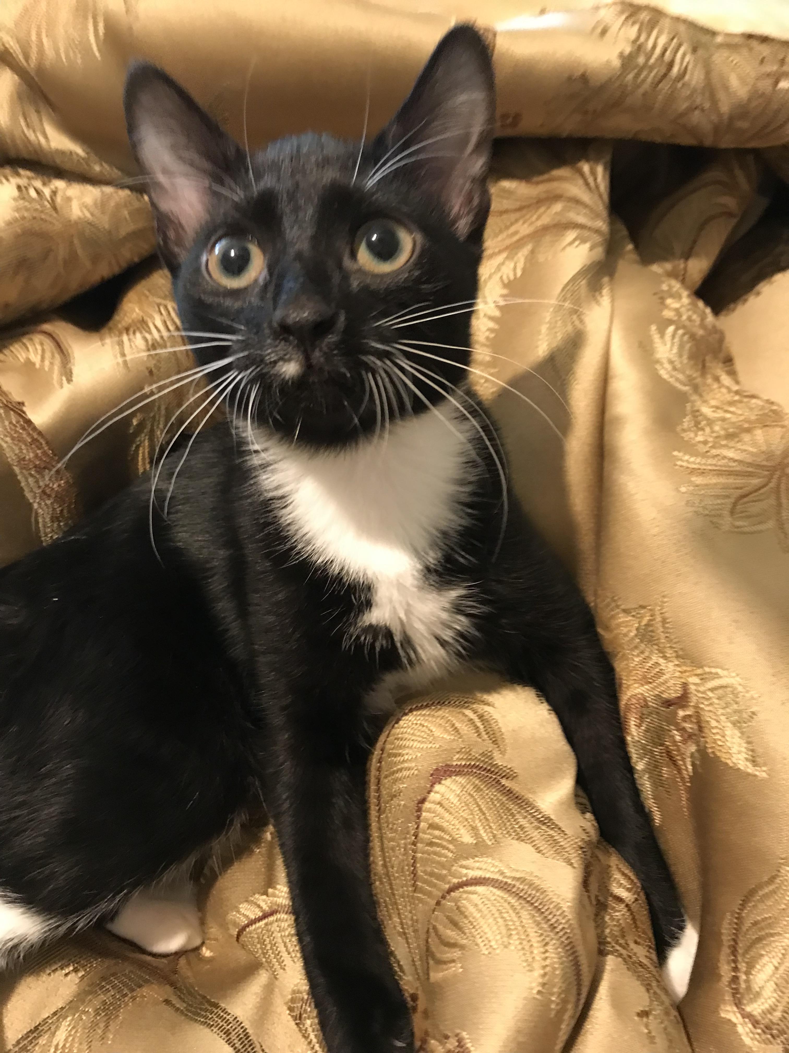 Jemima, Adoptable, Young Female Domestic Short Hair.