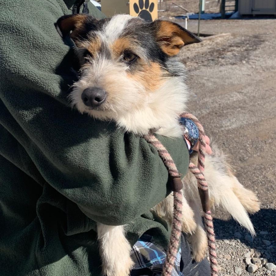 Enlarge McScruff, an adopted mixed breed in Thayne, WY image 1/1