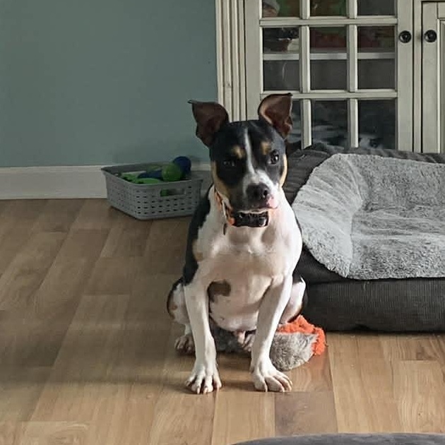 Roger- in foster home