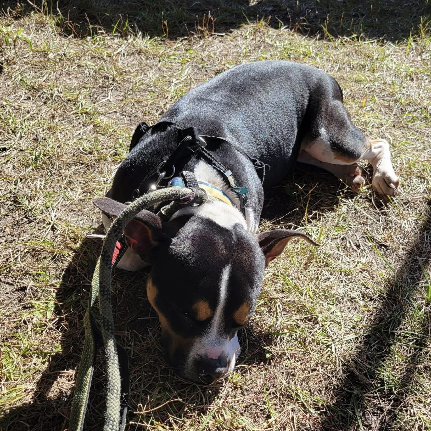 Roger- in foster home