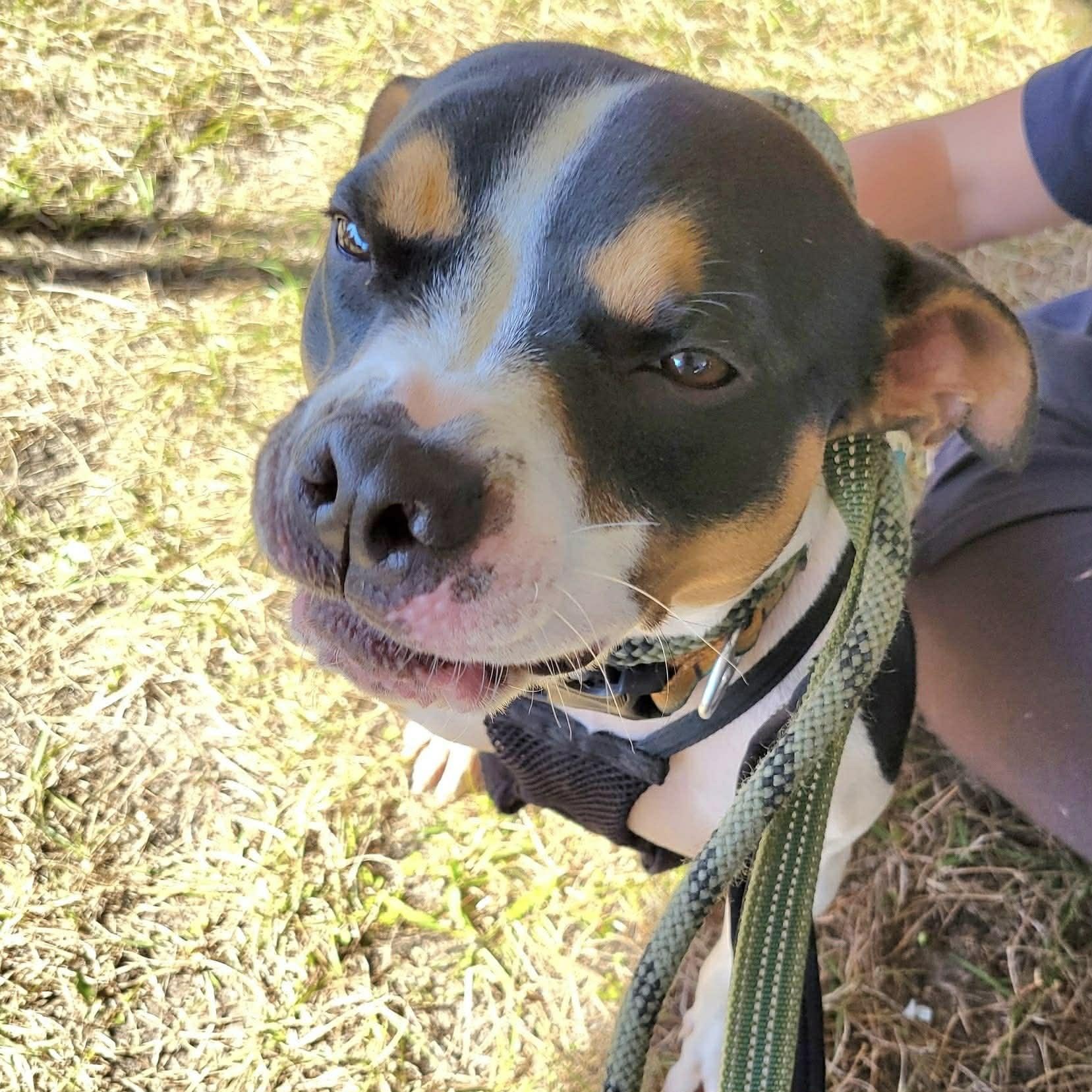 Roger- in foster home