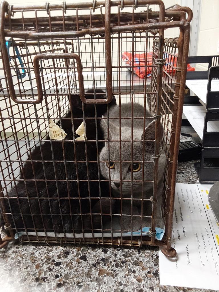 2025-12-029, Adopted, Young Female Domestic Short Hair.