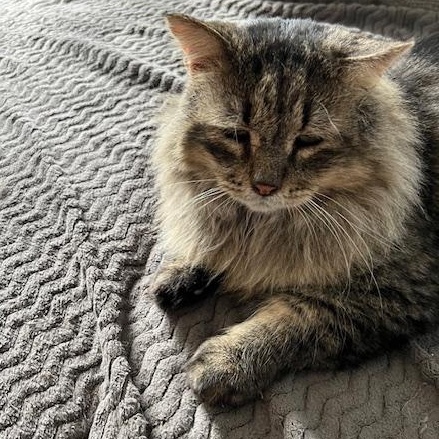 Enlarge LESHY, a Adoptable Domestic Long Hair in Owatonna, MN image 2/5