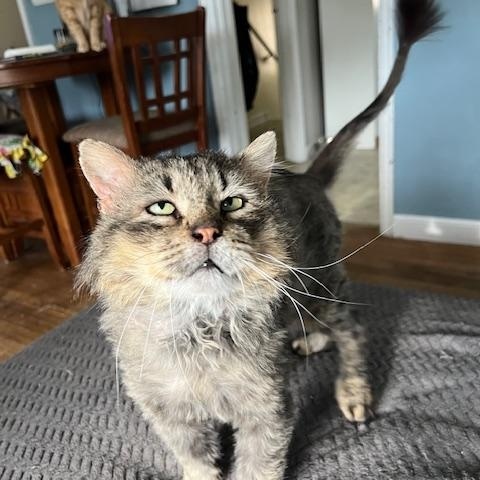 Enlarge LESHY, a Adoptable Domestic Long Hair in Owatonna, MN image 4/5