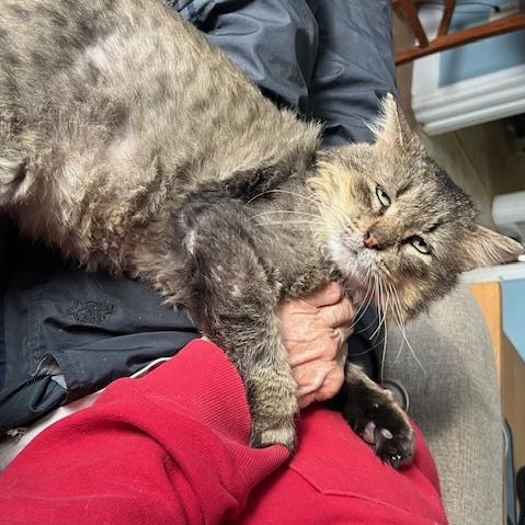 Enlarge LESHY, a Adoptable Domestic Long Hair in Owatonna, MN image 5/5