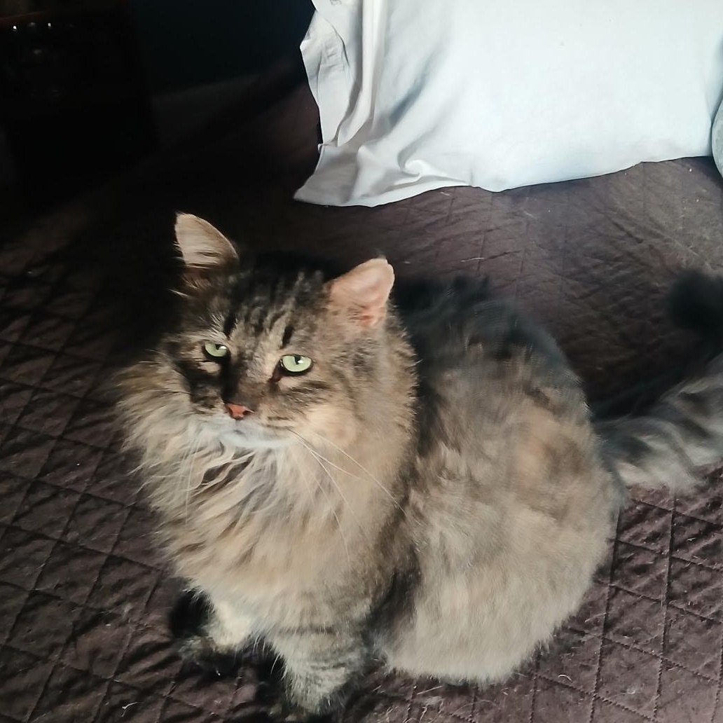 Enlarge LESHY, a Adoptable Domestic Long Hair in Owatonna, MN image 2/5