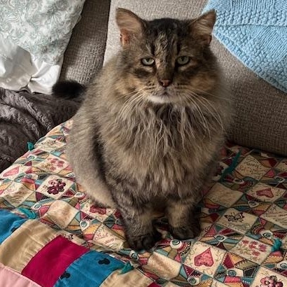 Enlarge LESHY, a Adoptable Domestic Long Hair in Owatonna, MN image 1/5