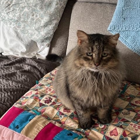 Enlarge LESHY, a Adoptable Domestic Long Hair in Owatonna, MN image 3/5