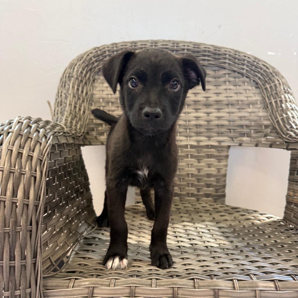 Marcia, a Adoptable Mixed Breed in Ponca City, OK image 2/2