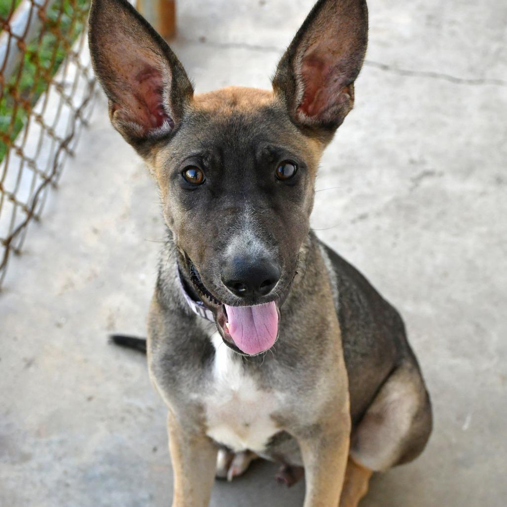 Moped, Adoptable, Puppy Male German Shepherd Dog & Belgian Shepherd / Malinois.