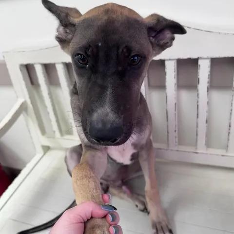 Enlarge Moped, a Adoptable mixed breed in Beaumont, TX image 2/5