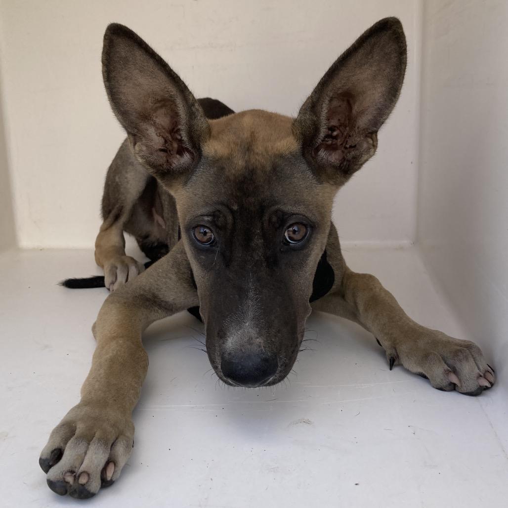 Enlarge Moped, a Adoptable mixed breed in Beaumont, TX image 3/5