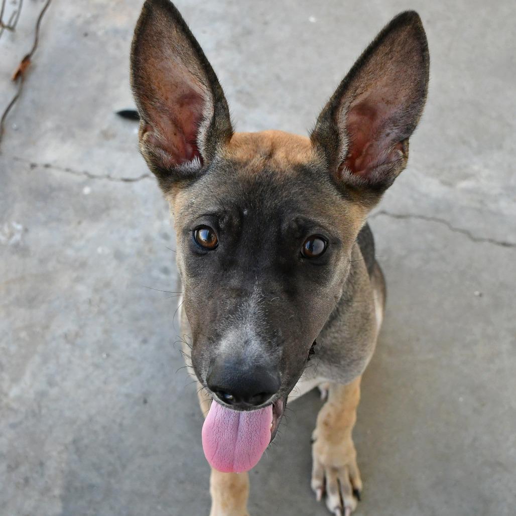 Enlarge Moped, a Adoptable mixed breed in Beaumont, TX image 4/5