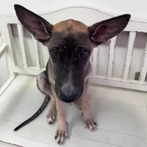 Enlarge Moped, a Adoptable mixed breed in Beaumont, TX image 5/5