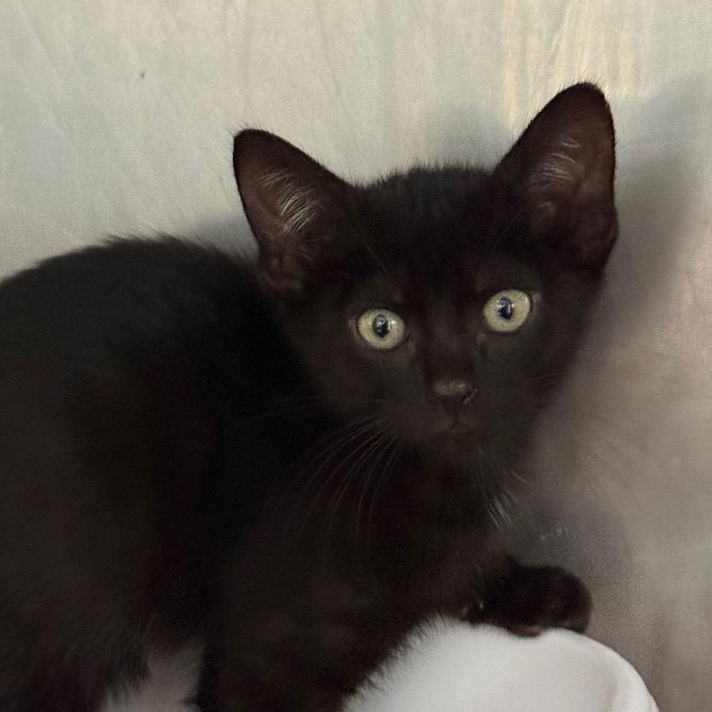 Phillip, Adoptable, Kitten Male Domestic Short Hair.