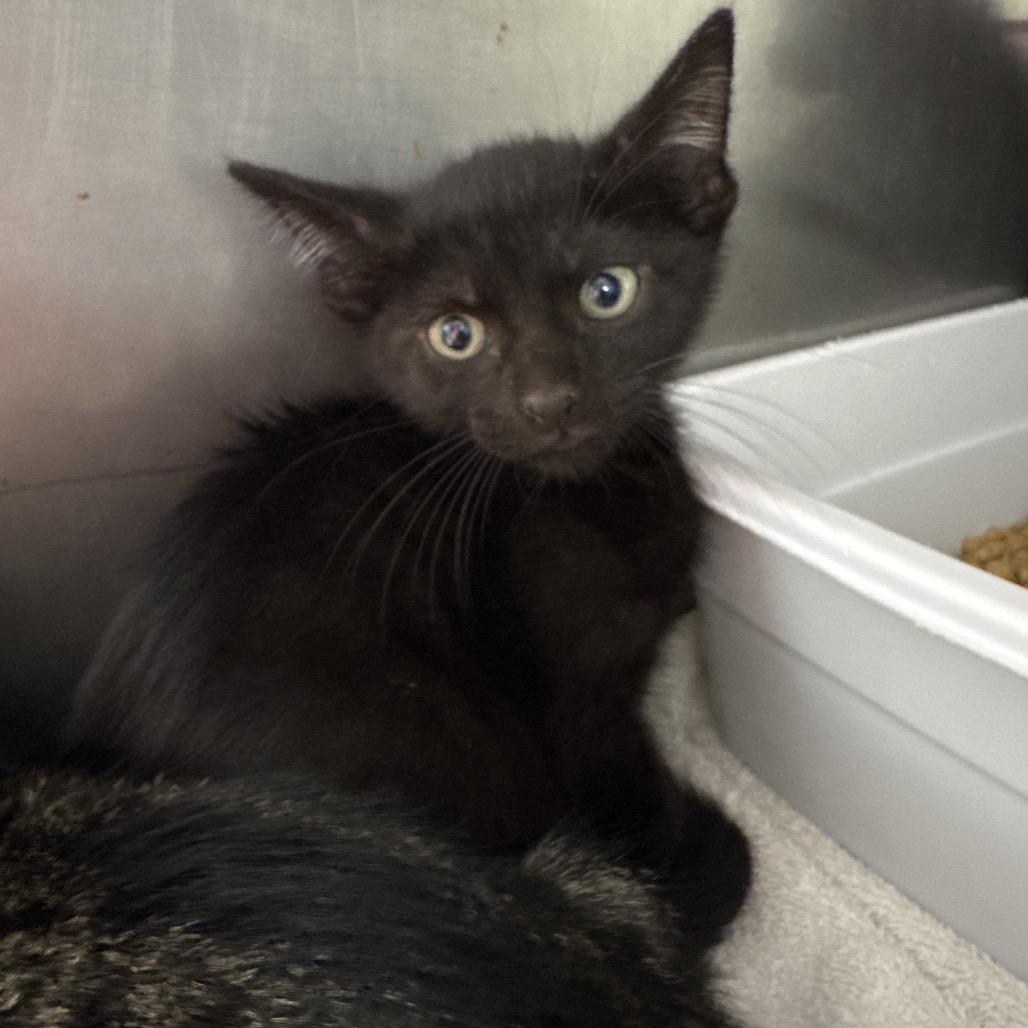 Phillip, a Adoptable Domestic Short Hair in Lauderhill, FL image 2/3