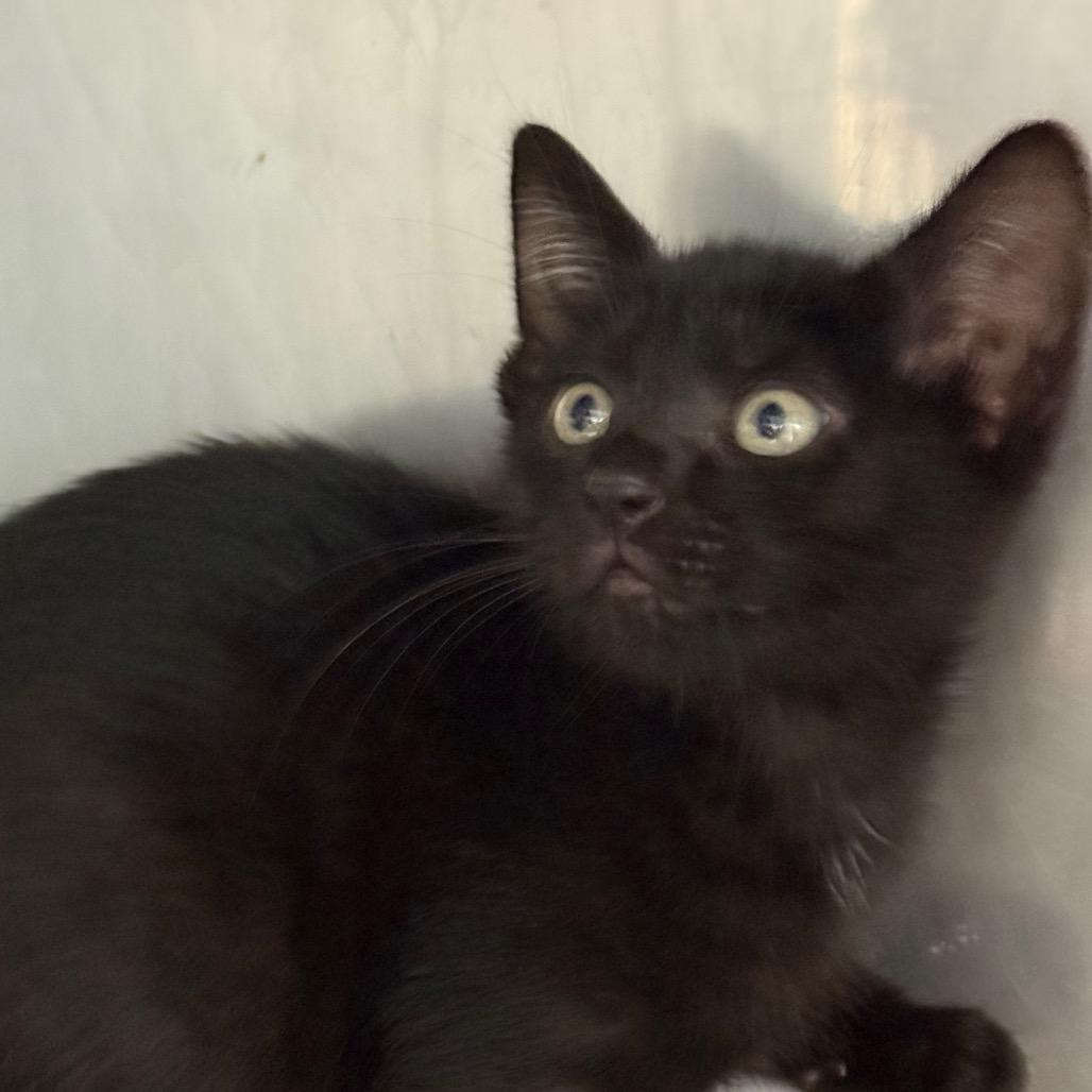 Phillip, a Adoptable Domestic Short Hair in Lauderhill, FL image 3/3