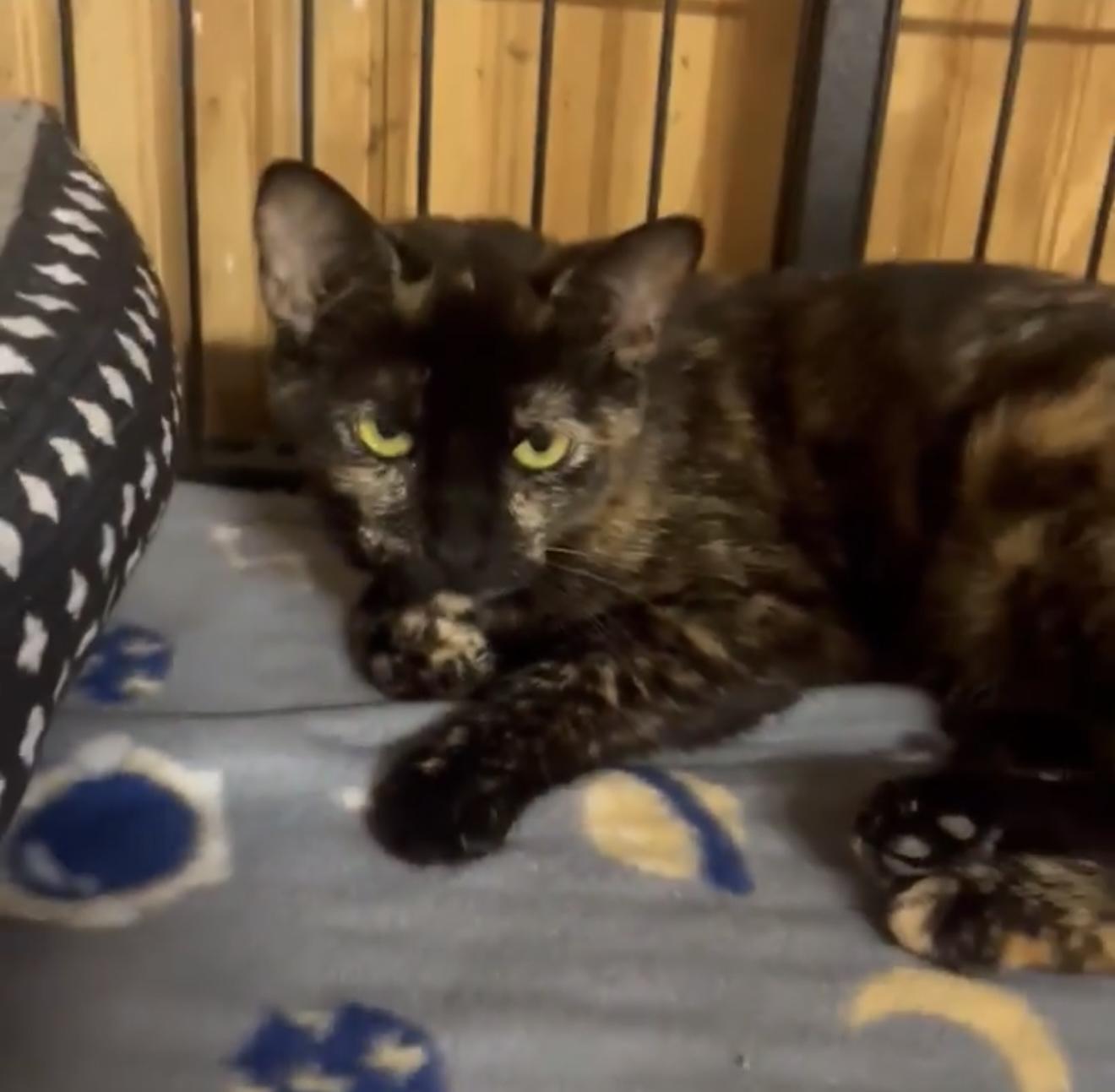 Reese, Renee, a Adoptable Tortoiseshell in Tuscola, IL image 1/4