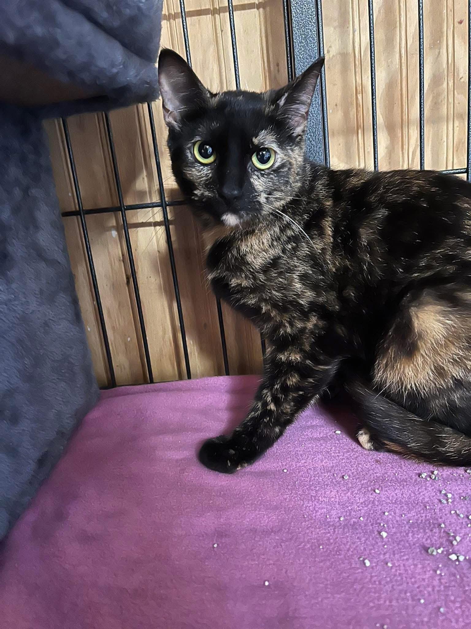 Reese, Renee, a Adoptable Tortoiseshell in Tuscola, IL image 2/4