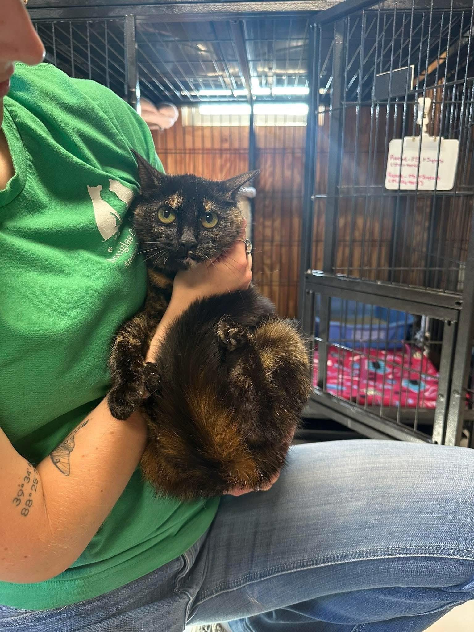 Reese, Renee, a Adoptable Tortoiseshell in Tuscola, IL image 3/4