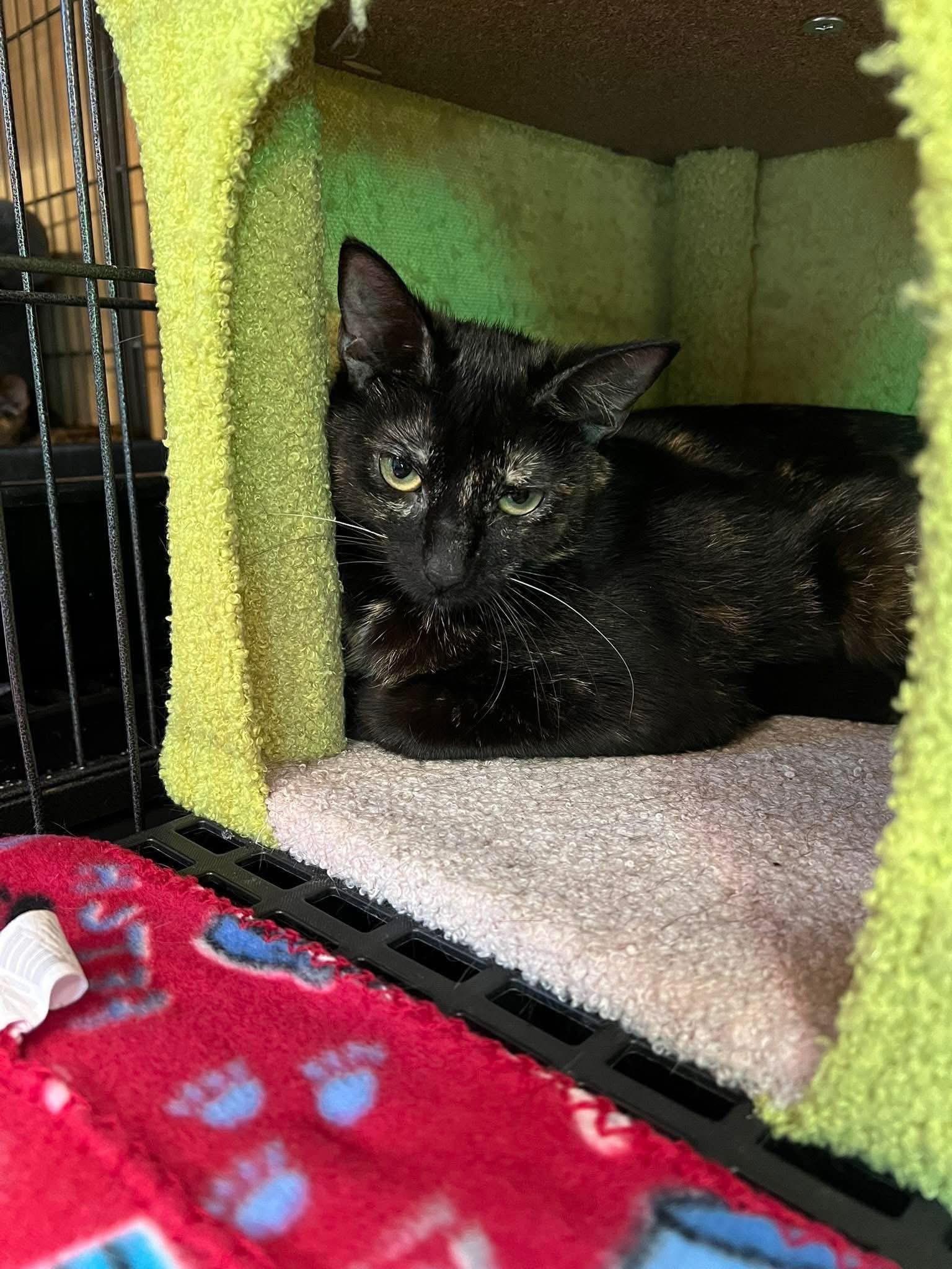 Reese, Renee, a Adoptable Tortoiseshell in Tuscola, IL image 4/4