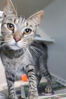 Perry (Persephone), a Adoptable mixed breed in New Orleans, LA image 1/2