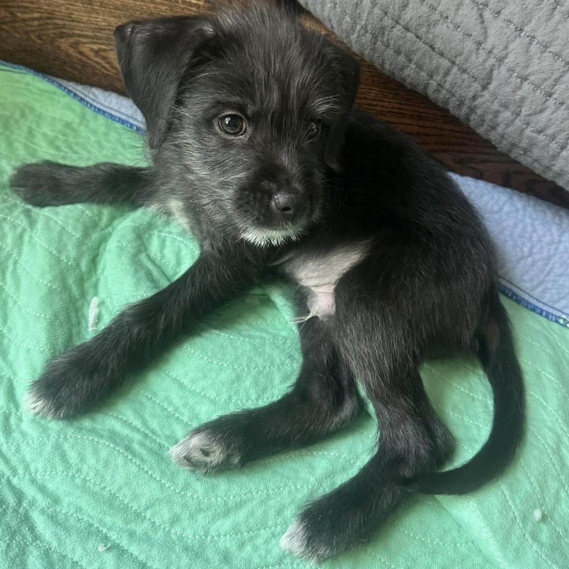 Enlarge Tank, a ADOPTABLE mixed breed in Pelham, NH image 6/6