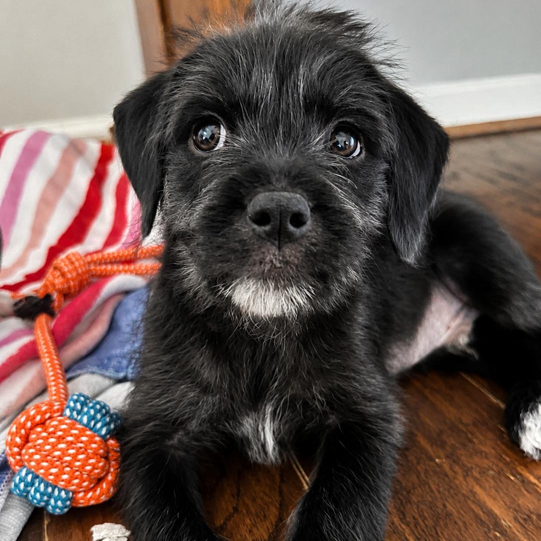Enlarge Tank, a ADOPTABLE mixed breed in Pelham, NH image 5/6