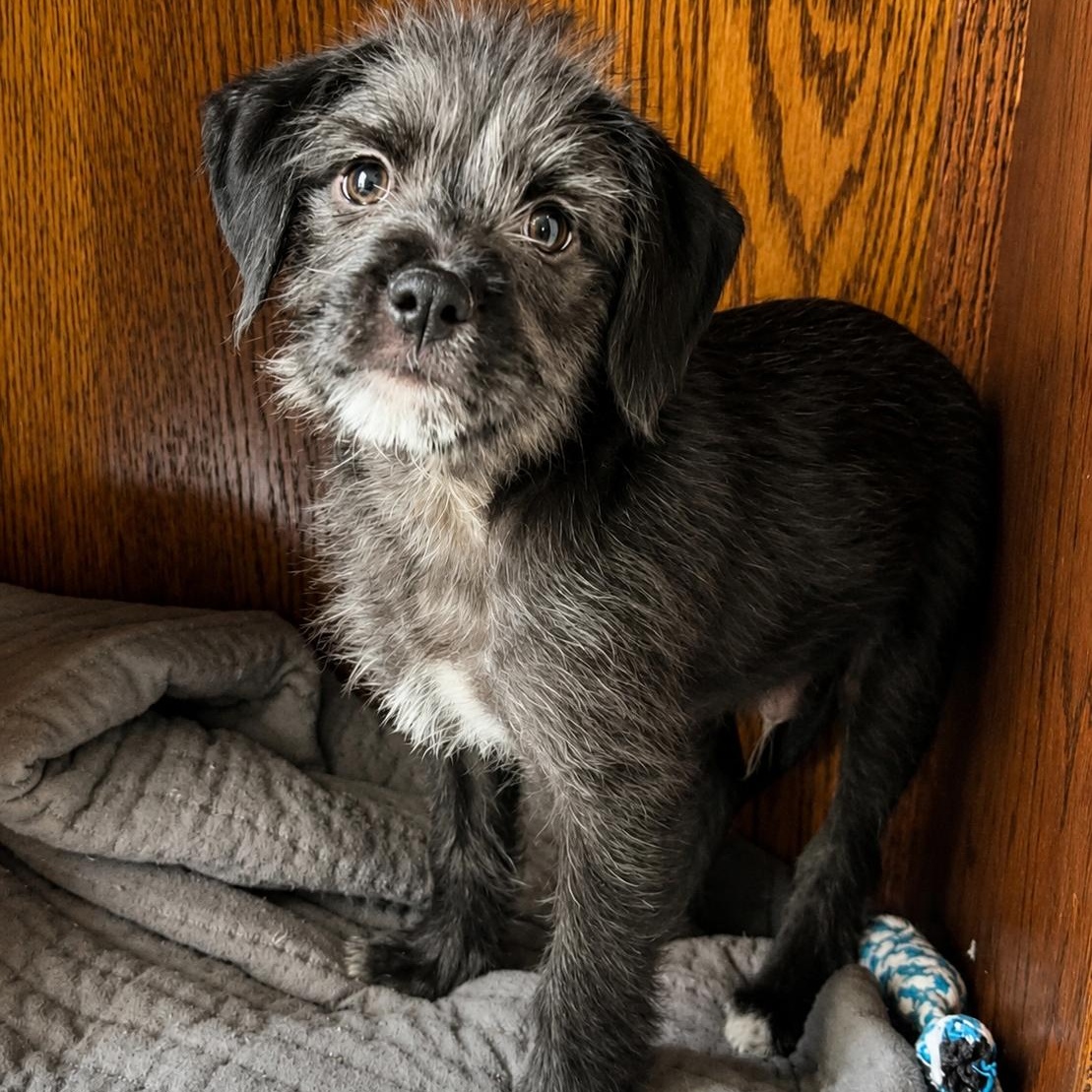 Tank, ADOPTABLE, Puppy Male Mixed Breed.