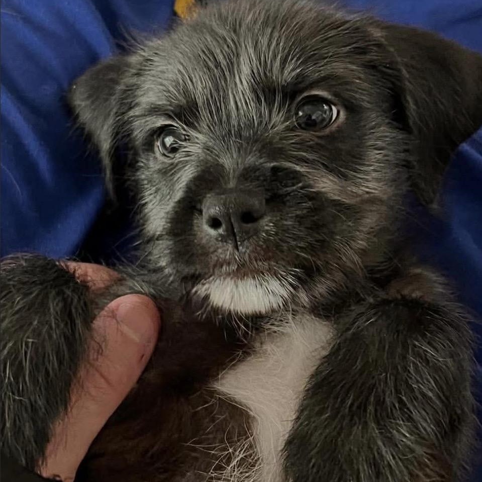 Enlarge Tank, a ADOPTABLE mixed breed in Pelham, NH image 3/6