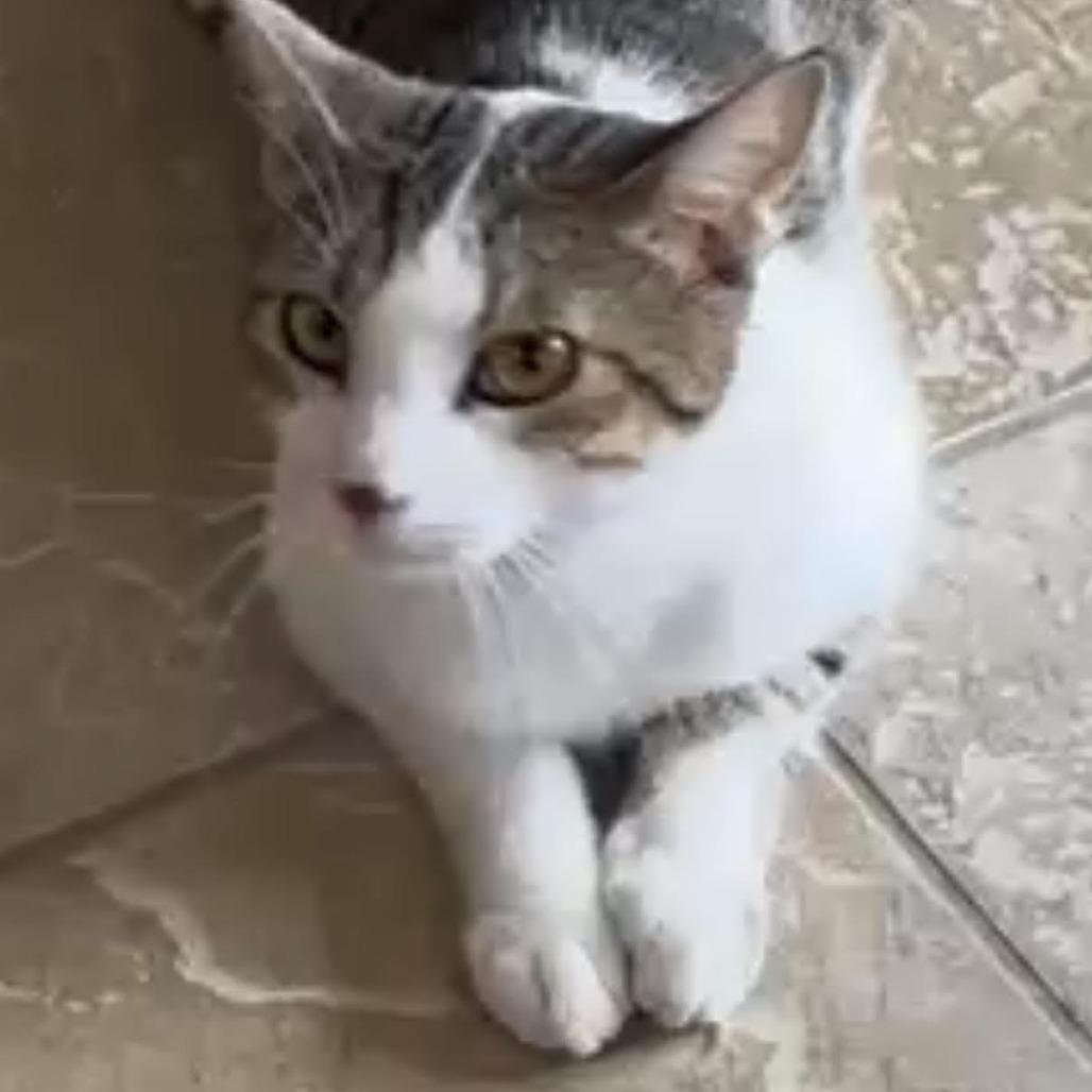 Otter, Adoptable, Young Male Domestic Short Hair.