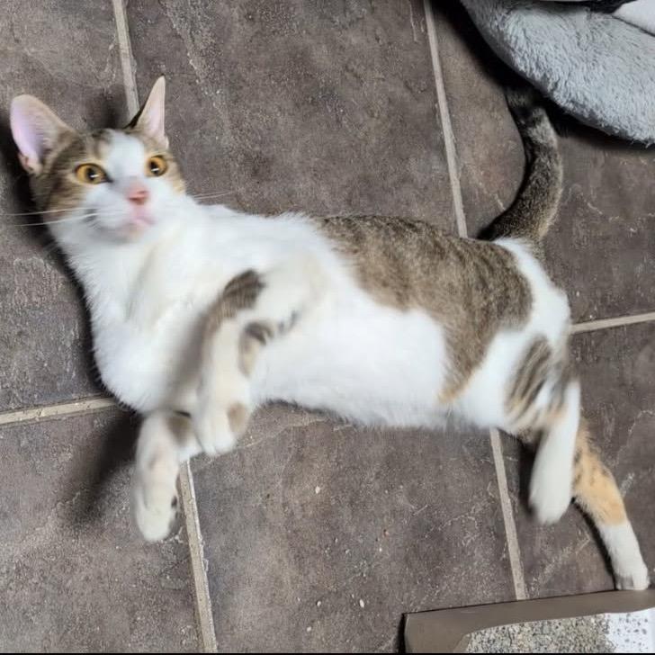 Enlarge Otter, a Adoptable Domestic Short Hair in Green Forest, AR image 1/1