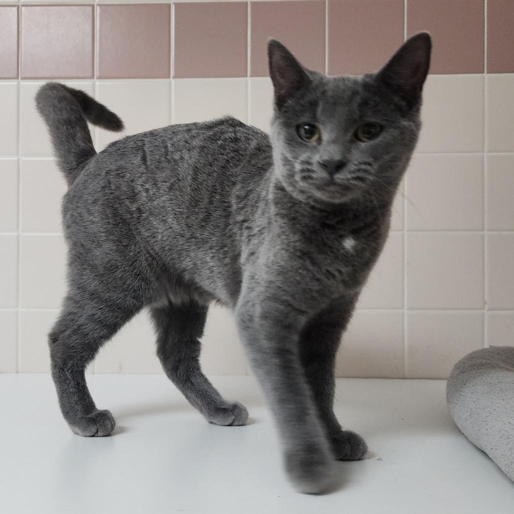 Pepper, Adoptable, Young Male Domestic Short Hair.