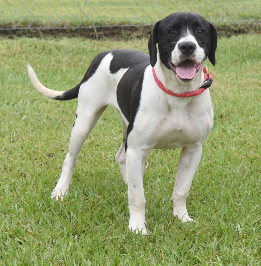 Magnolia, Adoptable, Young Female Mixed Breed.