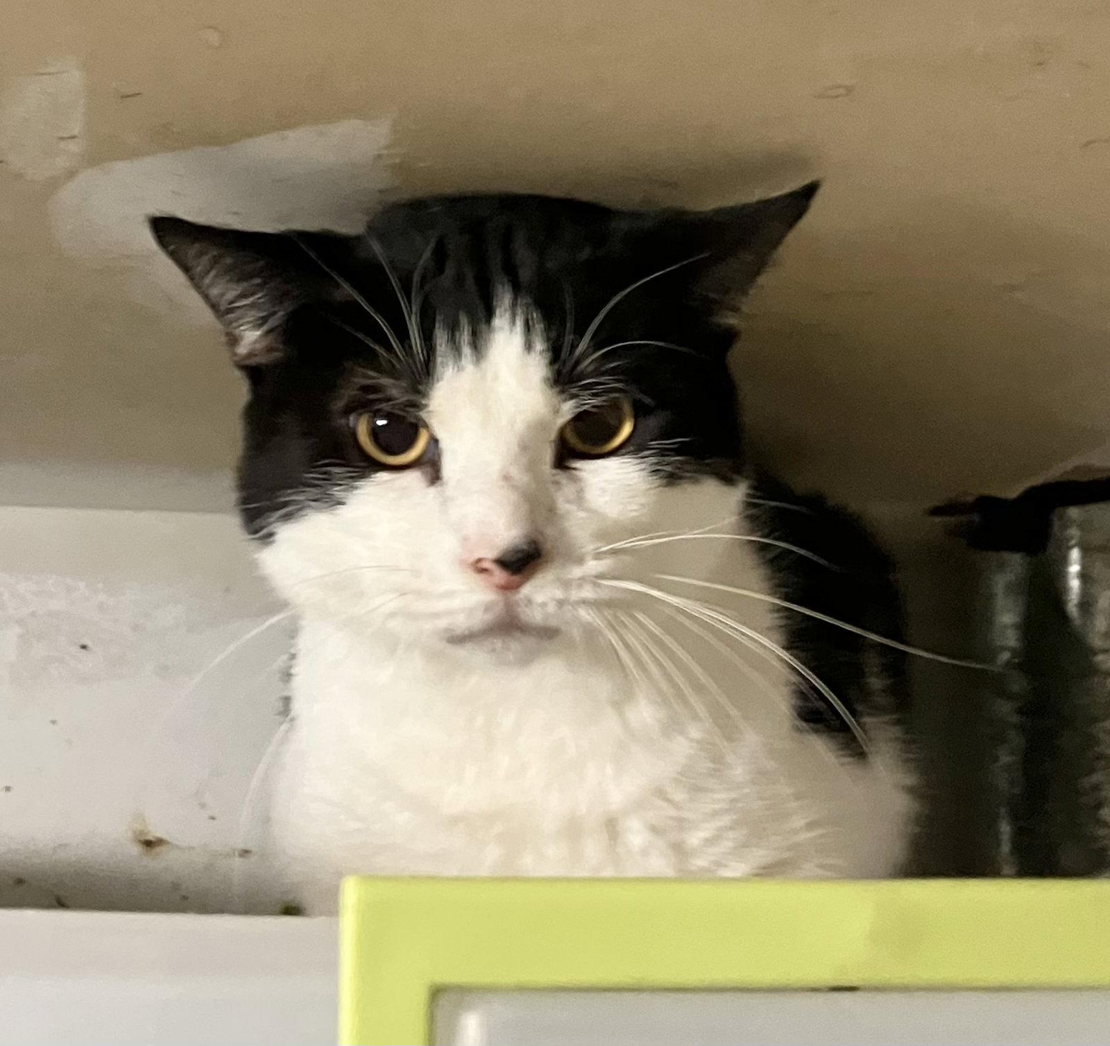 Dolly, a Adoptable Domestic Short Hair in Dublin, OH image 1/3