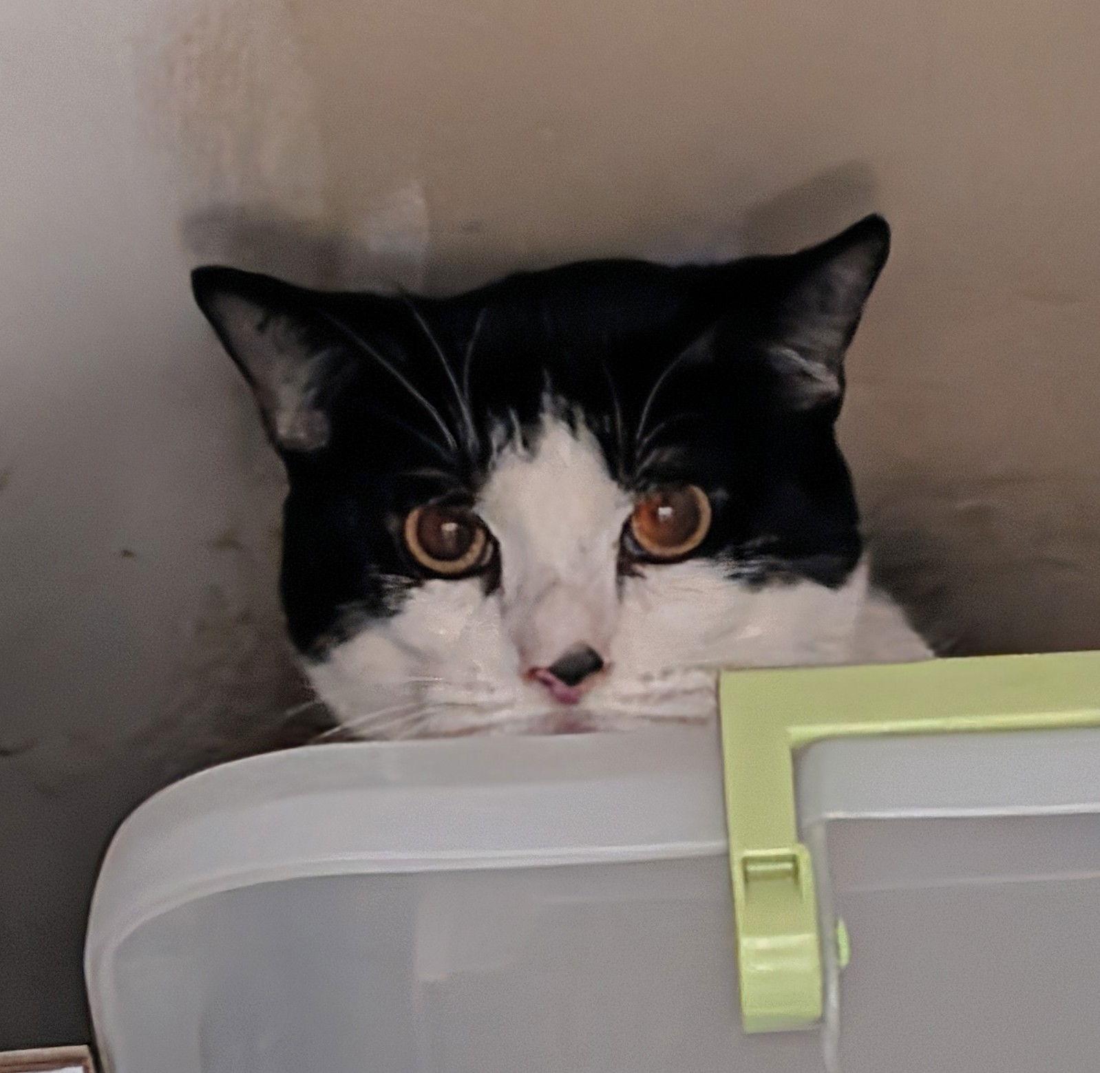 Dolly — thumbnail 3