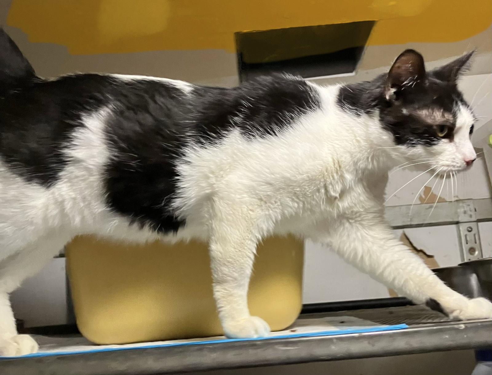 Dolly, a Adoptable Domestic Short Hair in Dublin, OH image 3/3