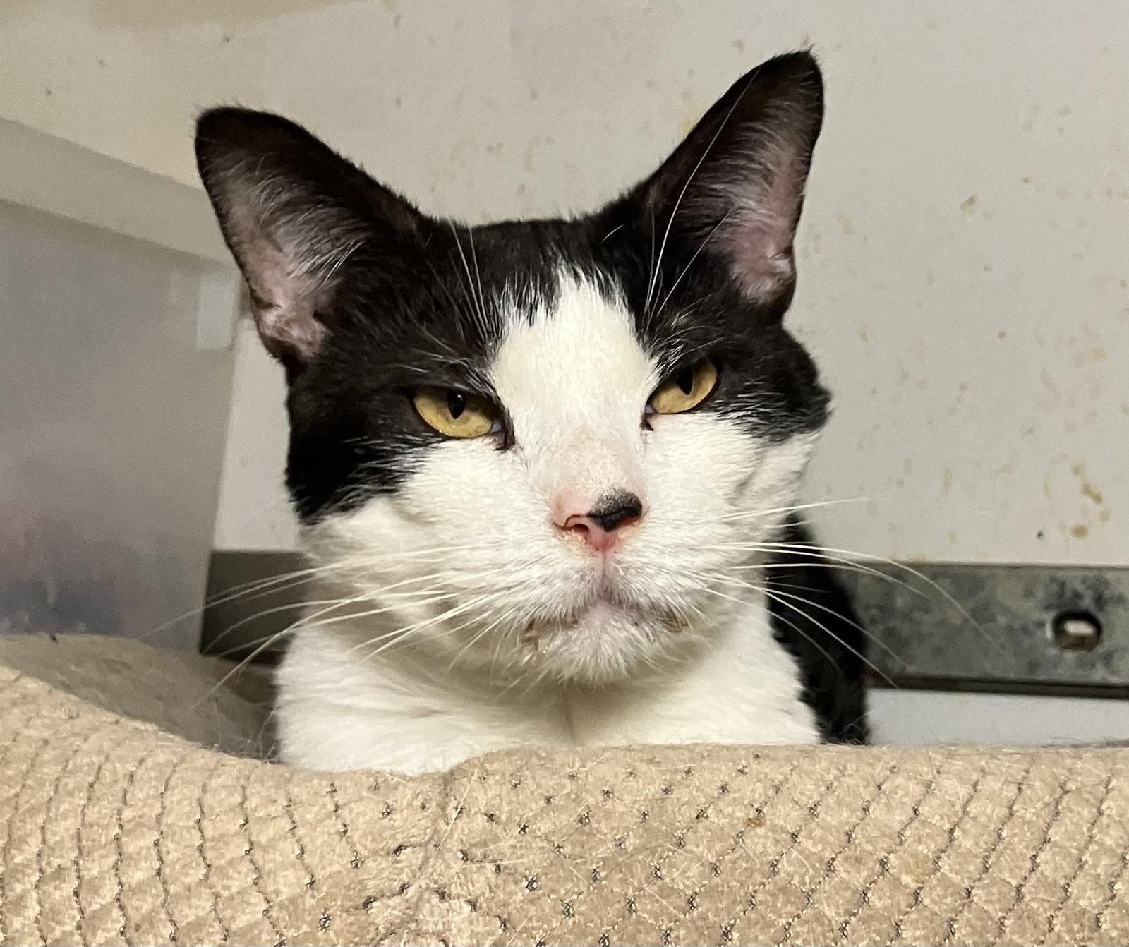 Dolly, Adoptable, Adult Female Domestic Short Hair.