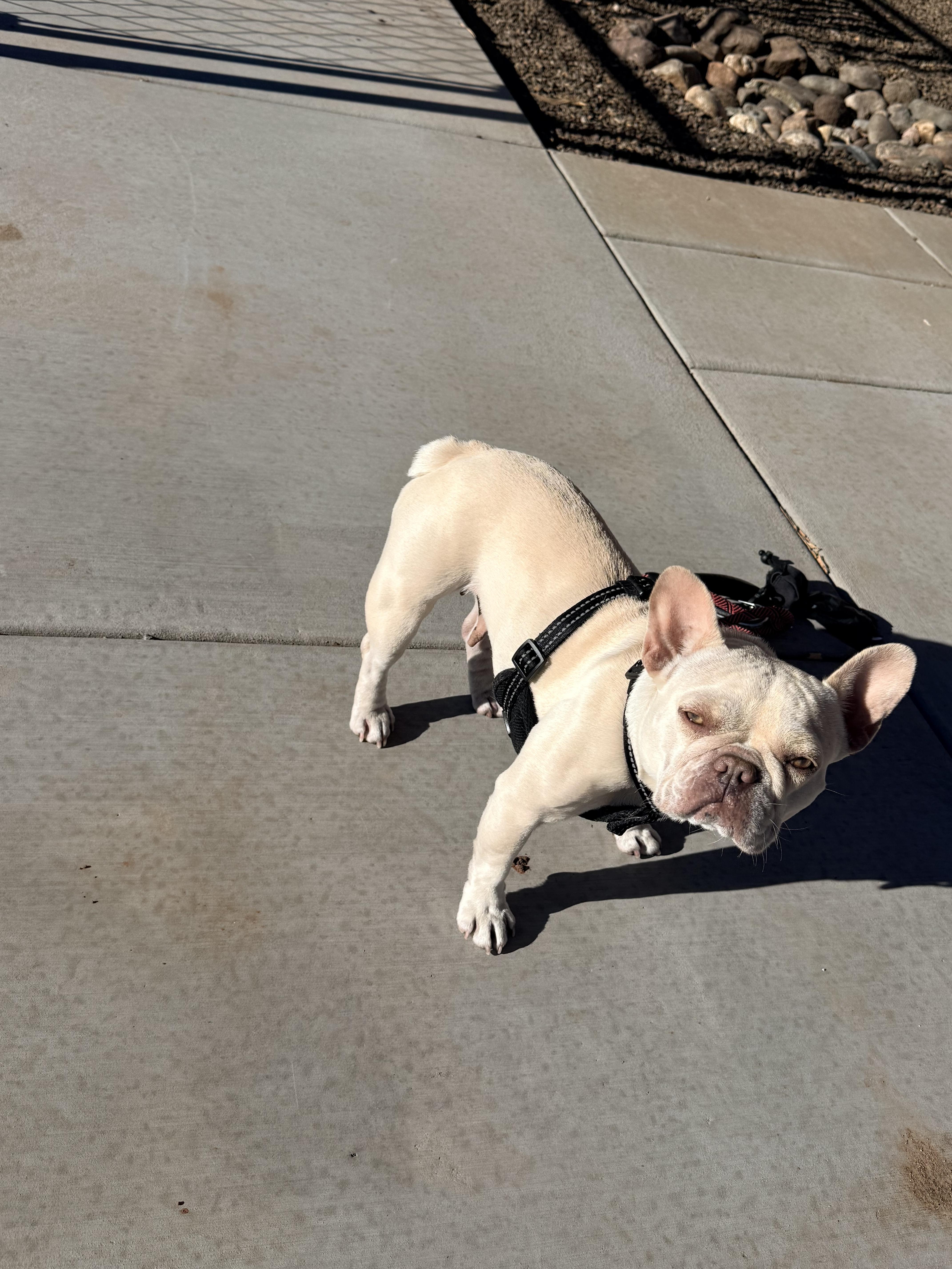 Enlarge Trixie , a ADOPTABLE French Bulldog in Gilbert , AZ image 2/4