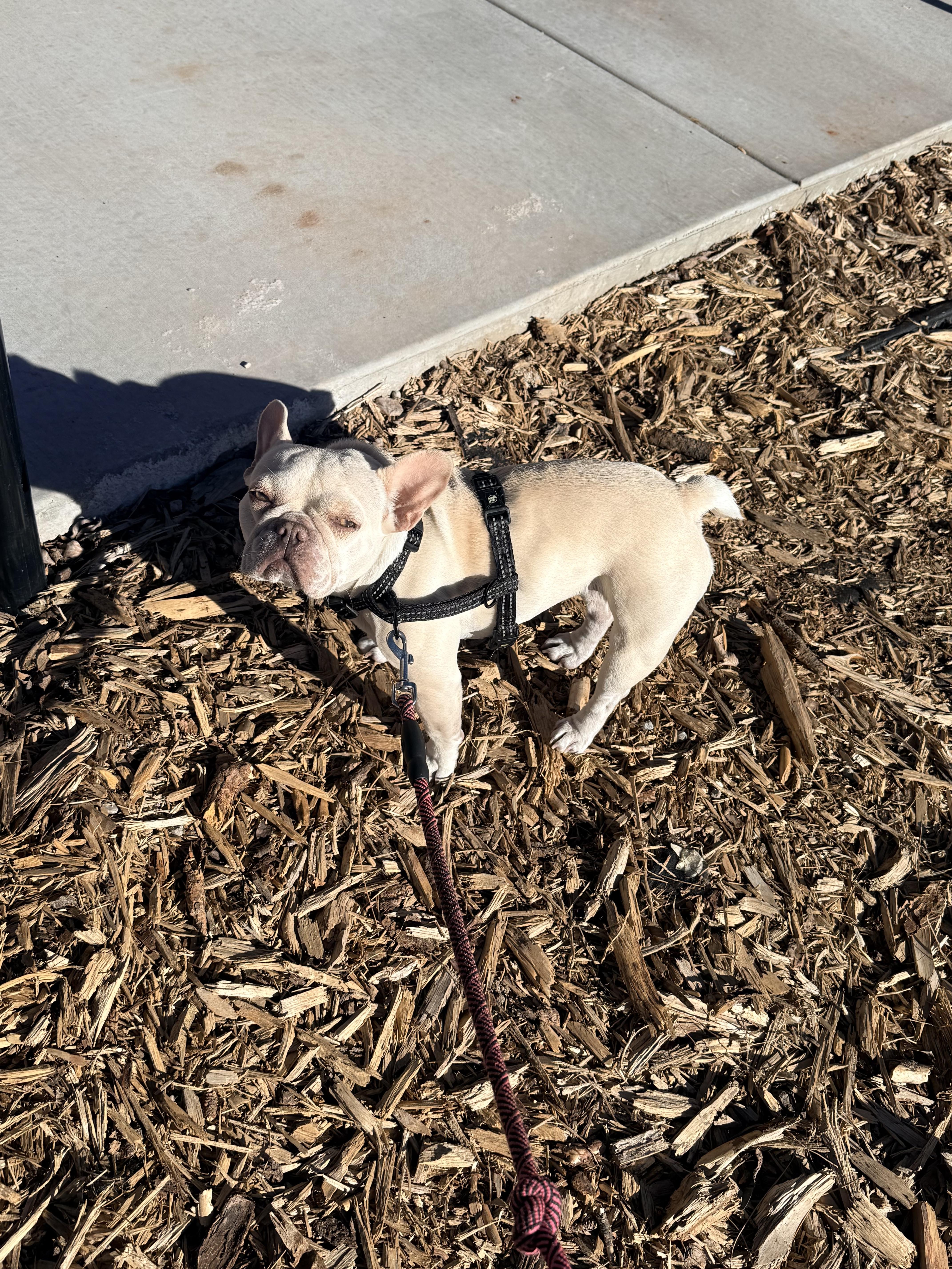 Enlarge Trixie , a ADOPTABLE French Bulldog in Gilbert , AZ image 1/4