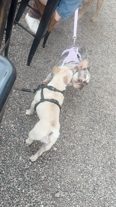 Enlarge Trixie , a ADOPTABLE French Bulldog in Gilbert , AZ video 4/4