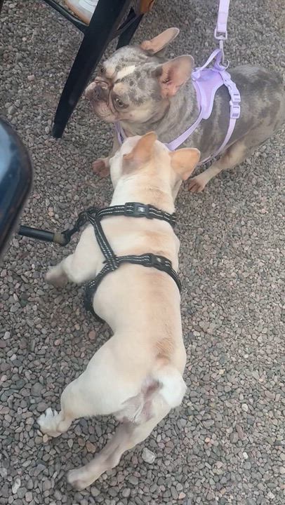 Enlarge Trixie , a ADOPTABLE French Bulldog in Gilbert , AZ video 3/4