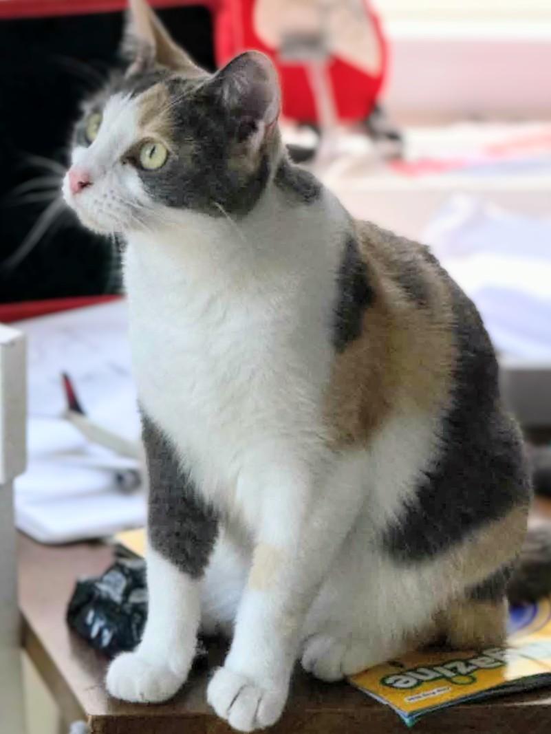 Rosie, a Adoptable Domestic Short Hair in Johnsburg, IL image 2/3