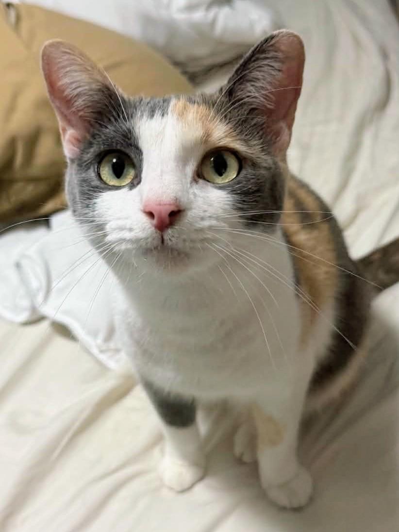 Rosie, Adoptable, Adult Female Domestic Short Hair.
